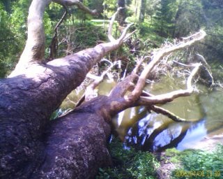 Turtles on Tree at Golden Gate Park