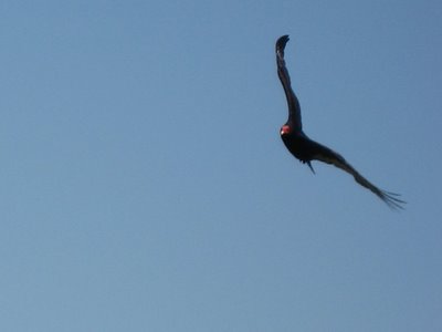 Turkey Vulture