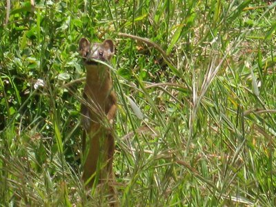 Long-tailed Weasel